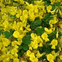 Coronilla emerus P2B P2B P9